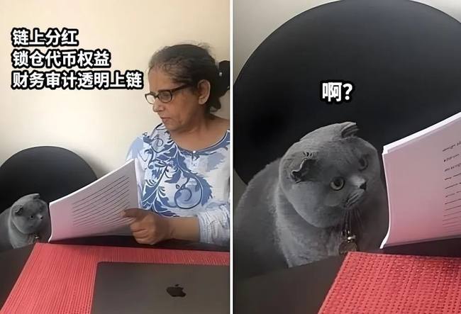 VC币陨落实录：斯坦福精英团队败北，Meme币撒钱成唯一现金流！